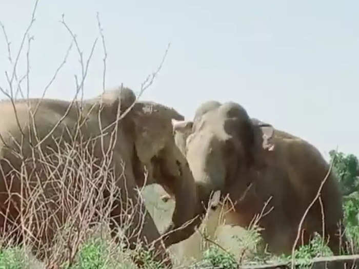 two elephants fighting video goes viral