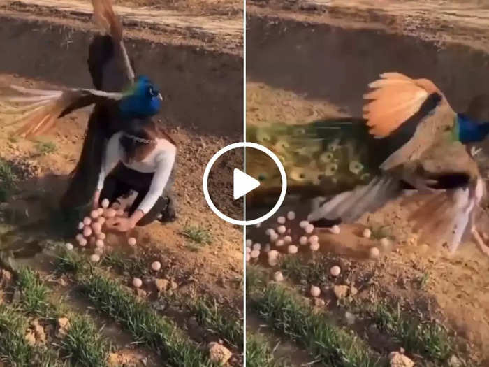 peacock taught a lesson to girl who try to steal peacock eggs watch viral video