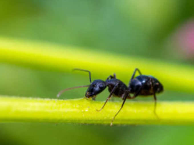 घर में काली चींटियों का आना