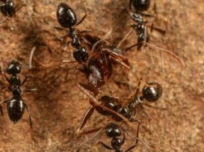 घर में चींटियों का आना शुभ या अशुभ?