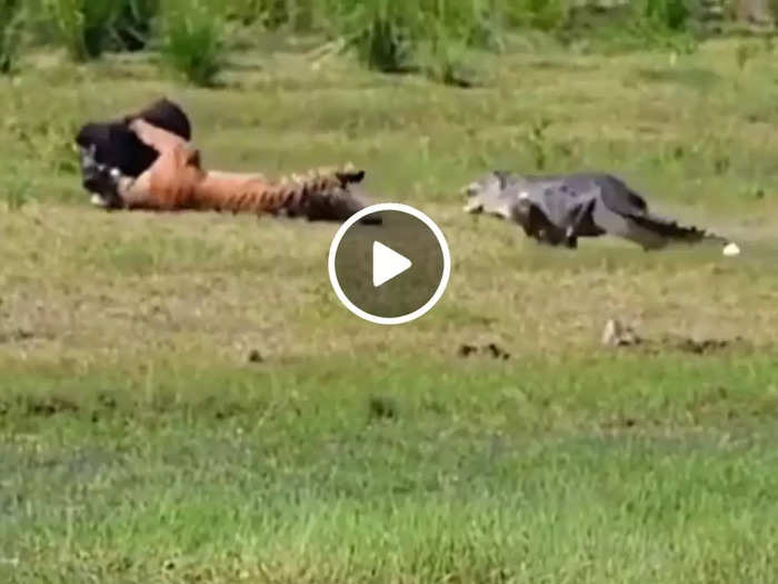 crocodile attack on tiger when he was hunting wild boar watch shocking viral video