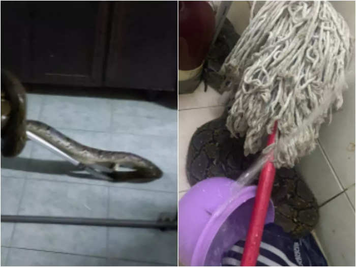 man was playing video game in toilet and snake bite him on his buttock