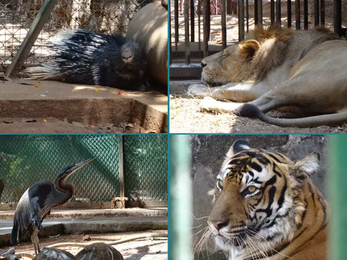 Puthur Zoological Park - Thrissur