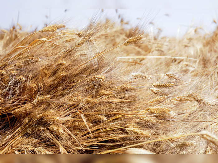 Wheat Export Ban: ಕೃಷಿ ಉತ್ಪನ್ನಗಳ ರಫ್ತಿಗೆ ನಿಷೇಧದ ಹೊರತಾಗಿಯೂ 1 ಮಿಲಿಯನ್‌ ಟನ್‌ ಗೋಧಿ ರಫ್ತಿಗೆ ಅವಕಾಶ!