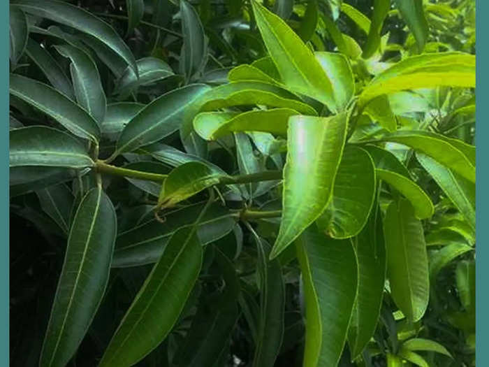 Kuttiattoor mango leaves kudumbasree issues