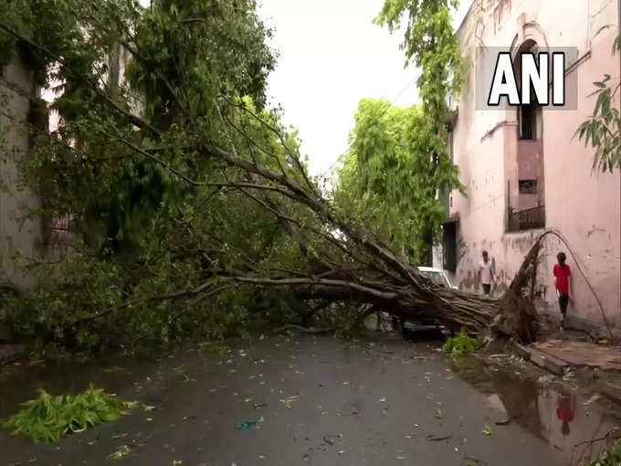 दिल्ली के लोधी गार्डन में आंधी के चलते बीच सड़क पर टूट कर गिरे पेड़ की तस्वीर