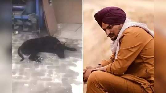 Sidhu Moosewala च्या मृत्यूनंतर त्याच्या लाडक्या कुत्र्यांनी सोडलं खाणं-पिणं Video Viral