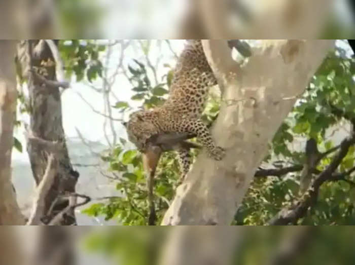 leopard attack on monkey news