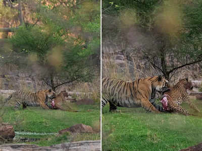टाइगर ने किया तेंदुए का शिकार, कैमरे में कैद हुआ जंगल का दुर्लभ नजारा 
