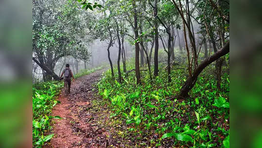 टेकड्यांच्या सौंदर्यासाठी वन विभागाचा उपक्रम