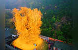 चीन में है 1400 साल पुराना गोल्डन ट्री, 20 दिनों तक बरसती हैं सोने की पत्तियां, देखें तस्वीरें