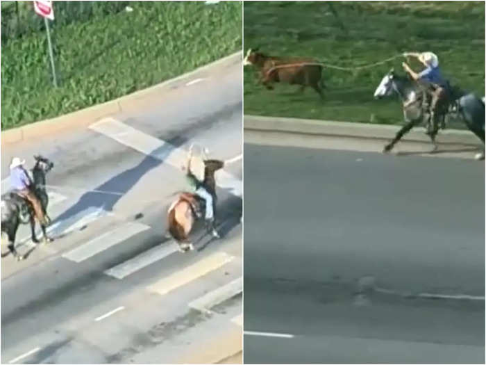 cowboys in oklahoma wrangler loose cow video goes viral