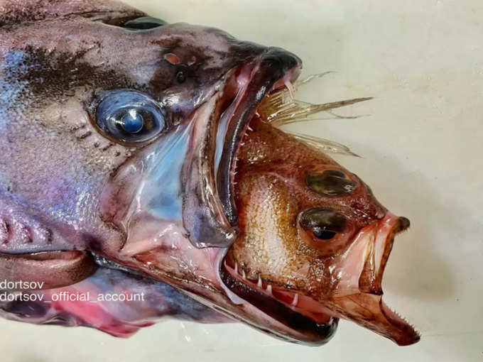 मछली के मुंह में एक और मछली
