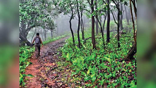 वन विभागातील पदोन्नतीचं काही ठरेना, अधिकारी प्रतीक्षेत, बदल्यांचाही झालाय खोळंबा