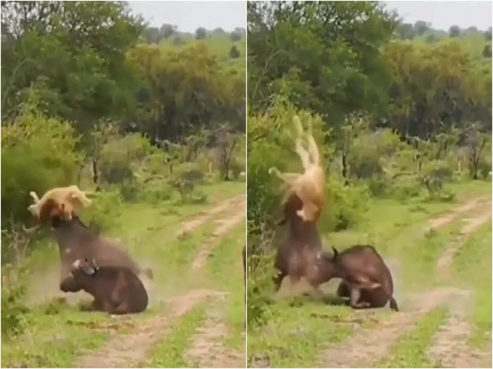bull attack on lion video will shock you