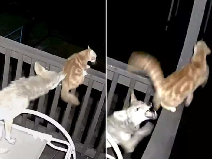 fearless cat beats coyote alone shocking video goes viral on twitter