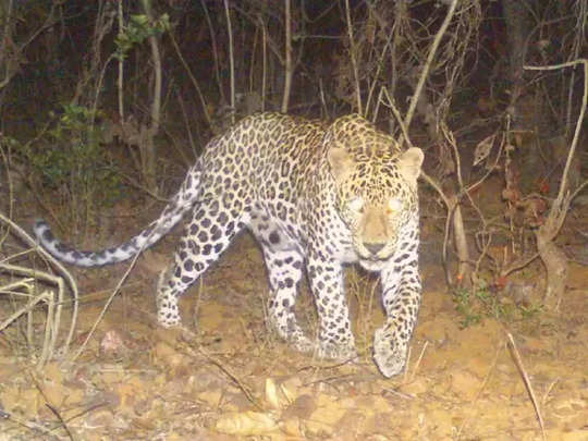 Leopard Alert: अयोध्या के रौनाही इलाके में तेंदुए की दस्तक को लेकर गांवों में दहशत, बच्चे पर किया हमला 