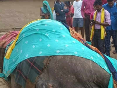Mirzapur Accident: बच्‍चों को महावत करा रहे थे गांव की सैर, तभी शौचालय के गड्ढे में गिर गई हाथी की जान 