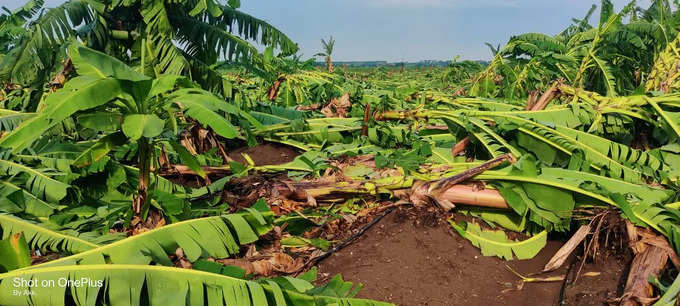 केळीच्या पिकाचं मोठे नुकसान