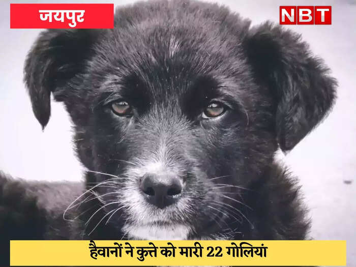 Copy of rajasthan latest news photo street dog Copy of rajasthan latest news photo street dog