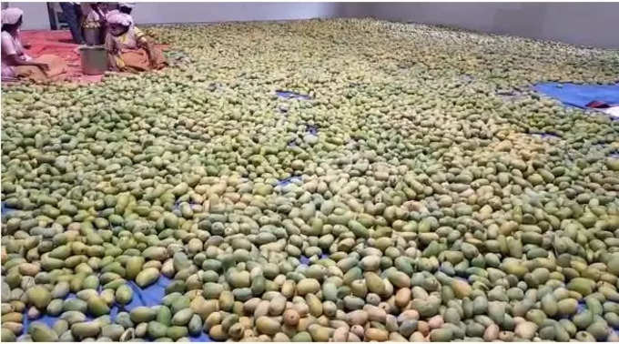 ५ हजार किलो केशर आंबे
