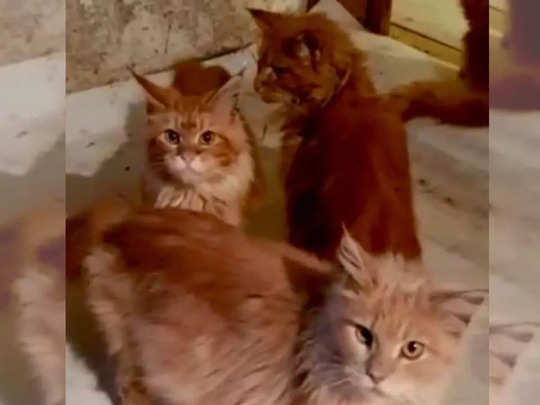 घर में अचानक हुई मौत, महिला की 20 भूखी बिल्लियों ने खा डाला उसका शव 
