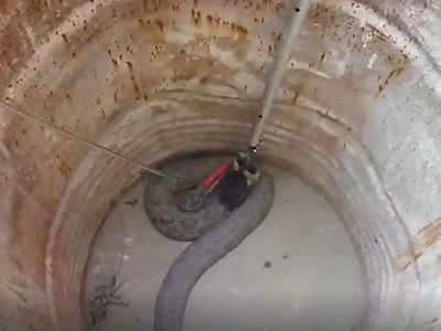 Russell viper Snake : 11 महीने में मिले दर्जनों रसेल वाइपर... छपरा में क्यों बढ़ रहे दुनिया के तीसरे सबसे खतरनाक सांप? 