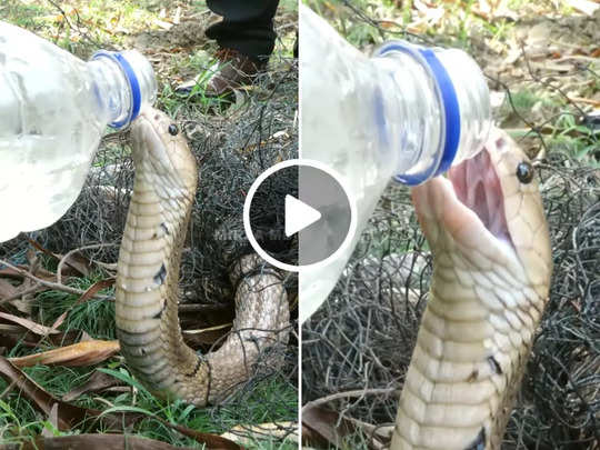 प्यासा था किंग कोबरा, बंदे ने मुंह से लगाई पानी की बोतल तो गट गट करके पी गया 