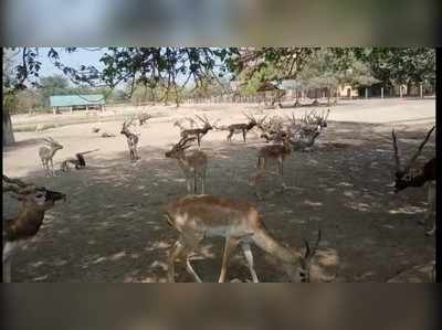 Mathura News: रमणरेती आश्रम के सभी 400 हिरणों का होगा पुनर्वास, तेज हुई तैयारियां 