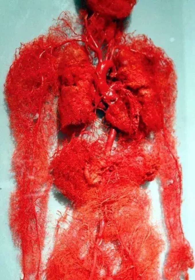 మానవుల రక్తనాళ వ్యవస్థ (vascular system)