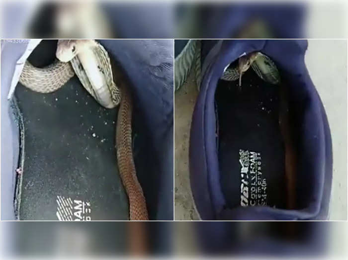 snake in shoes video goes viral