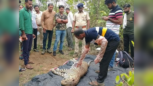 वाघ आणि बिबटयाच्या झुंजीत बिबट्या ठार; गडचिरोली जवळील घटना