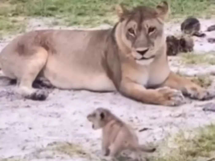 Mother And Lion Cub
