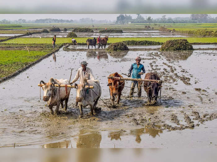paddy cultivation