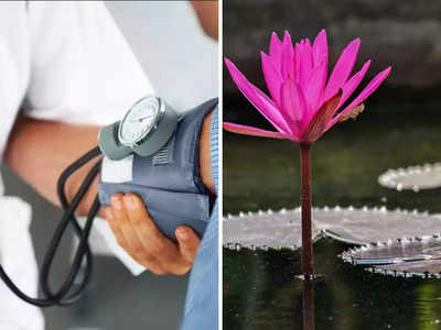 Lotus Stem Benefits: कमल के इस हिस्से में छिपे हैं सेहत के जबरदस्त राज, खाते ही ये 4 बीमारियां हो जाती हैं जड़ से खत्म 