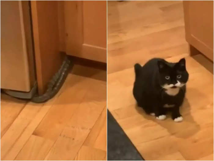 snake was hidden in kitchen video will shock you