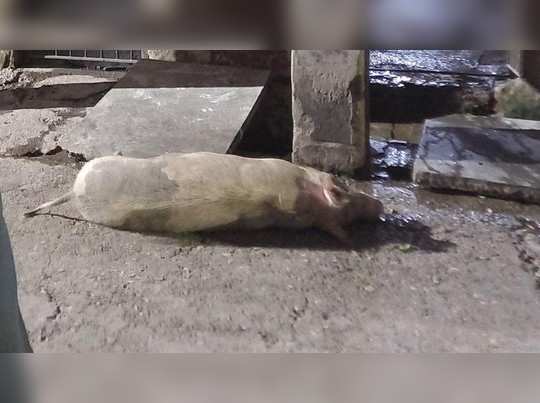 Saharanpur News: 40 सूअरों की मौत से हड़कंप, पालकों ने कहा- फैल रहा अफ्रीकन स्वाइन फ्लू! 