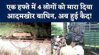 Lakhimpur Tigress Attack: एक हफ्ते में ली चार की जान, ल... 