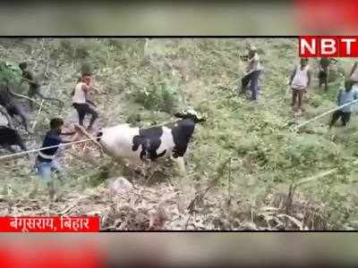 Bihar News : बेगूसराय में उत्पात मचाने वाले सांढ़ पर काबू का वीडियो देखिए, एक अकेला 10 पर भारी 