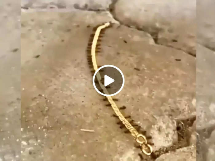 tiny gold smugglers viral video ants effortlessly moves gold chain