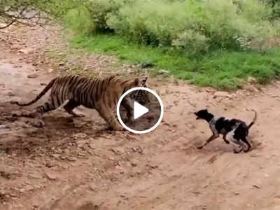 Viral Video: कुत्ता टाइगर के सामने खुद को समझने लगा शेर, 8 सेकंड में खेल खत्म हो गया!