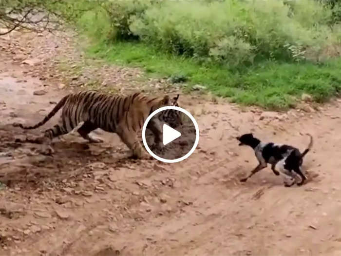 tiger attacked dog ranthambore killing machine viral video watchट