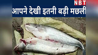 Bihar flood:बाढ़ के पानी में पकड़ी गईं 2 विशालकाय मछलिय... 