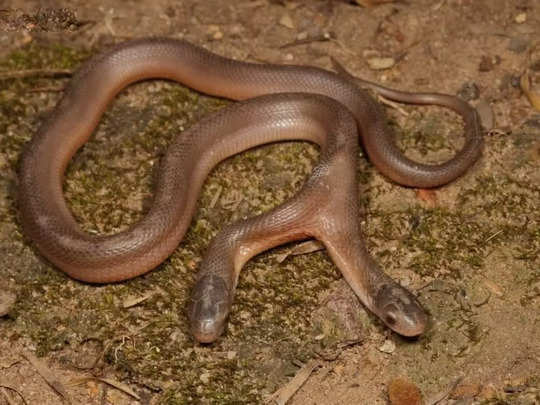 Two Headed Snake: दक्षिण अफ्रीका में मिला दुर्लभ प्रजाति का दोमुंहा सांप, पकड़ने वालों के भी उड़ गए होश 