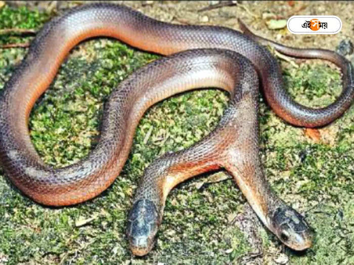 Two-Headed snake