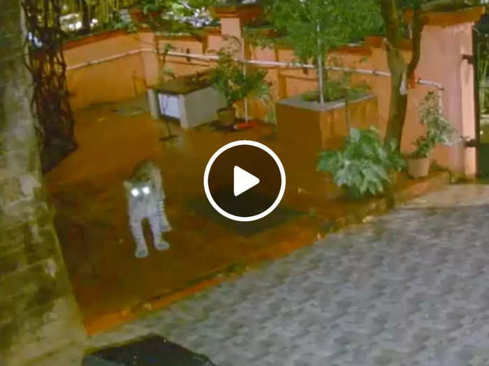 leopard spotted in aaray colony mumbai house last night ifs shared shocking video watch