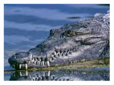 fatehpur news crocodile entered a house in the village from yamuna river there was a stir among the people