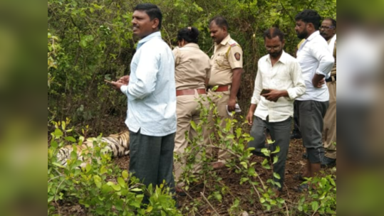 दोन वर्षांचा असताना आईपासून दुरावला, अकोल्यात पट्टेदार वाघ मृतावस्थेत