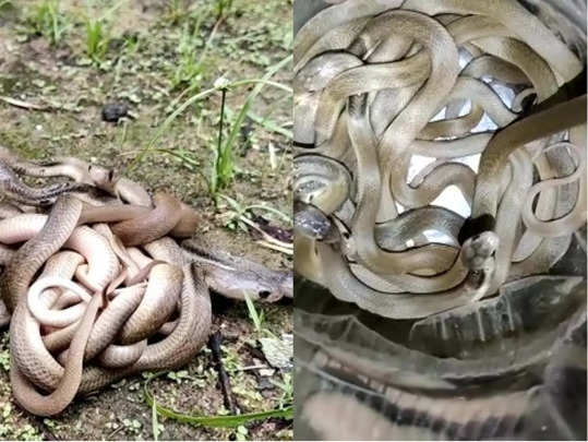 Chhattisgarh Cobra Rescue: घर में सांपों का आशियाना, एक साथ निकले 12 कोबरा, रेस्क्यू के बाद दिखा ऐसा रूप 