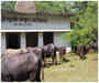 banda news sanskrit school became the tavela of the buffalo due to the neglection of the officials